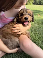 Hank, a male Miniature Aussiedoodle for sale in Mineral, VA – 4 of 10