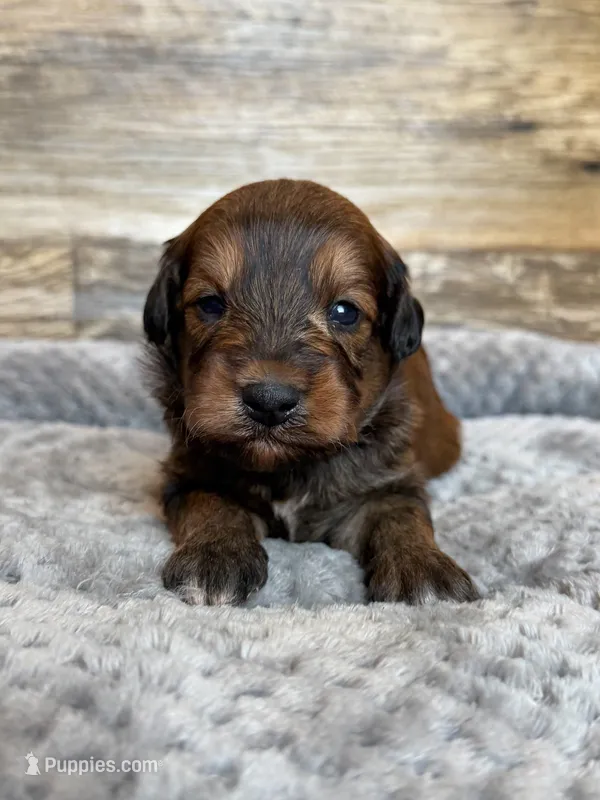 Hank – Miniature Aussiedoodle puppy for sale in Mineral, VA