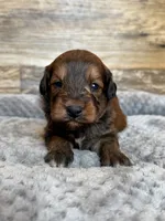 Hank, a male Miniature Aussiedoodle for sale in Mineral, VA – 4 of 7