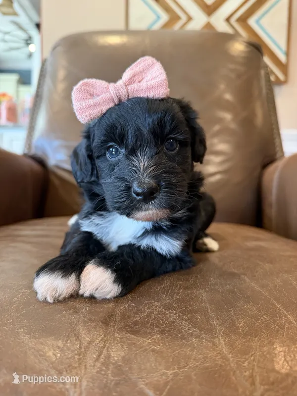 Annie – Miniature Aussiedoodle puppy for sale in Mineral, VA