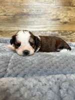 Nash, a male Miniature Aussiedoodle for sale in Mineral, VA – 3 of 6
