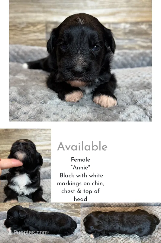 Annie – Miniature Aussiedoodle puppy for sale in Mineral, VA