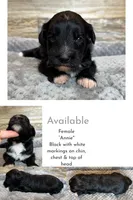 Annie, a female Miniature Aussiedoodle for sale in Mineral, VA – 1 of 5