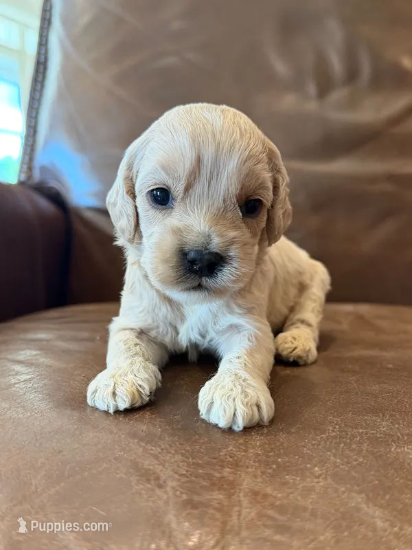 Goldie – Cockapoo puppy for sale in Mineral, VA