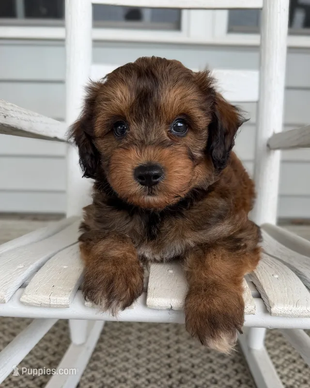 Hank – Miniature Aussiedoodle puppy for sale in Mineral, VA