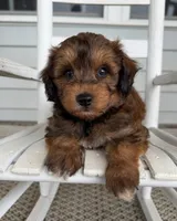 Hank, a male Miniature Aussiedoodle for sale in Mineral, VA – 7 of 10