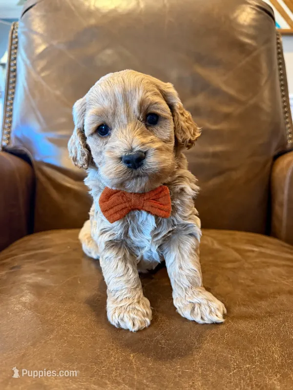 Koda  – Cockapoo puppy for sale in Mineral, VA