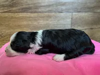 Annie, a female Miniature Aussiedoodle for sale in Mineral, VA – Photo 3 of 7