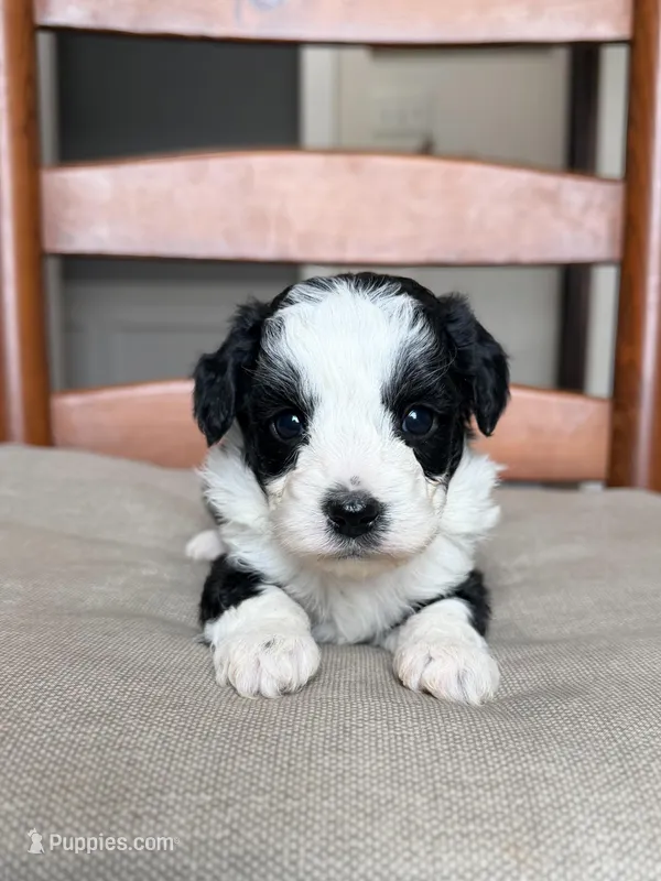 Annie – Miniature Aussiedoodle puppy for sale in Mineral, VA