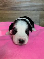 Annie, a female Miniature Aussiedoodle for sale in Mineral, VA – Photo 7 of 7