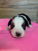 Annie, a female Miniature Aussiedoodle for sale in Mineral, VA – Photo 4 of 7