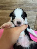 Annie, a female Miniature Aussiedoodle for sale in Mineral, VA – Photo 2 of 7