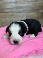 Annie, a female Miniature Aussiedoodle for sale in Mineral, VA – Photo 6 of 7