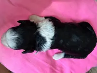 Annie, a female Miniature Aussiedoodle for sale in Mineral, VA – Photo 5 of 7