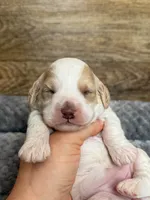 Bailey, a female Cockapoo for sale in Mineral, VA – 3 of 4