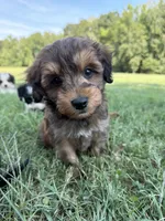 Hank, a male Miniature Aussiedoodle for sale in Mineral, VA – 5 of 10