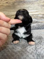 Annie, a female Miniature Aussiedoodle for sale in Mineral, VA – 4 of 5