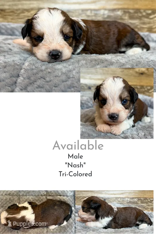 Nash – Miniature Aussiedoodle puppy for sale in Mineral, VA