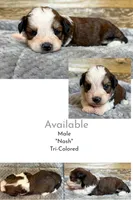 Nash, a male Miniature Aussiedoodle for sale in Mineral, VA – 1 of 6