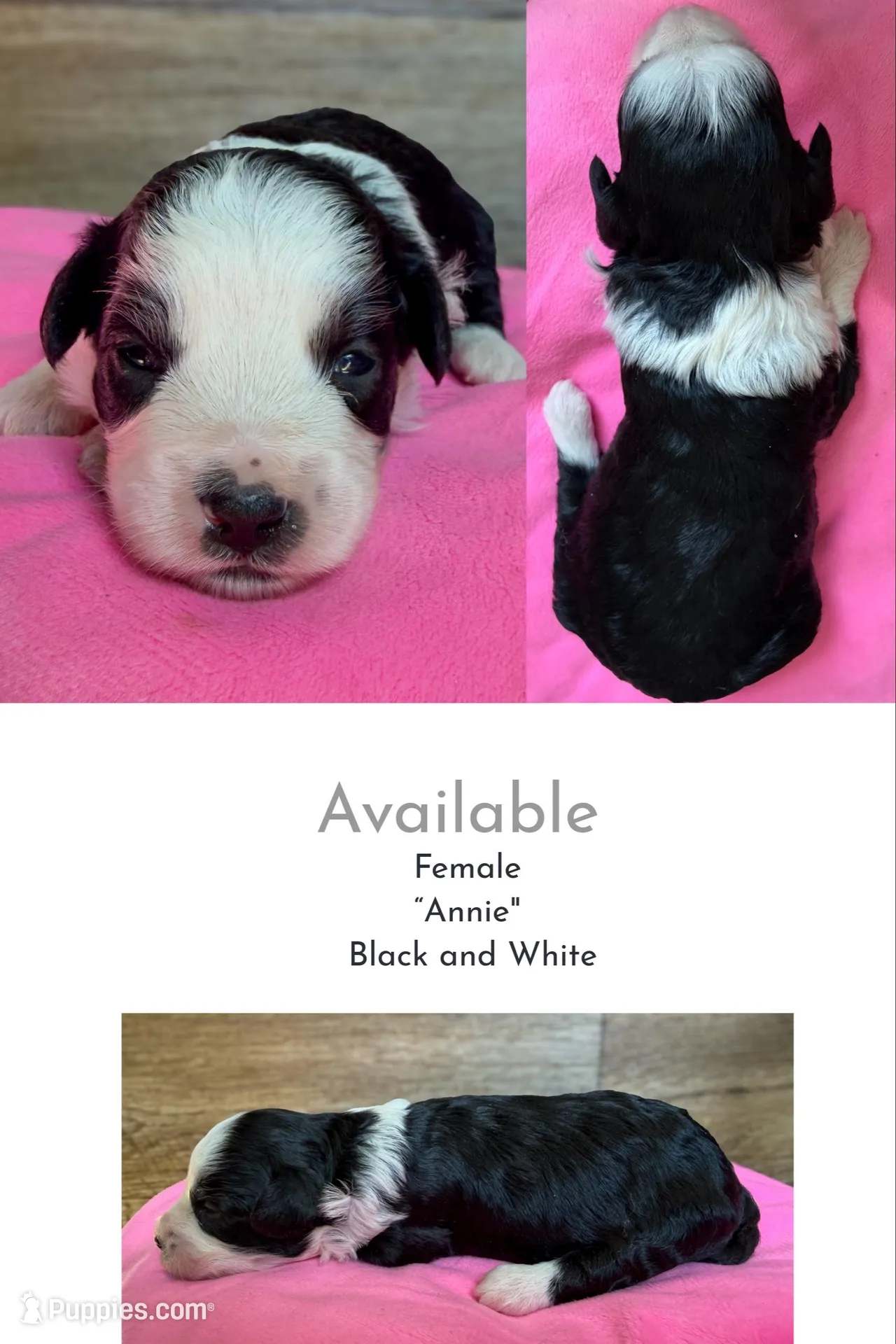 Annie, a female Miniature Aussiedoodle for sale in Mineral, VA – Photo 1 of 7