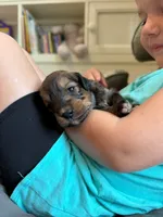 Hank, a male Miniature Aussiedoodle for sale in Mineral, VA – 2 of 7