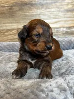 Hank, a male Miniature Aussiedoodle for sale in Mineral, VA – 3 of 7
