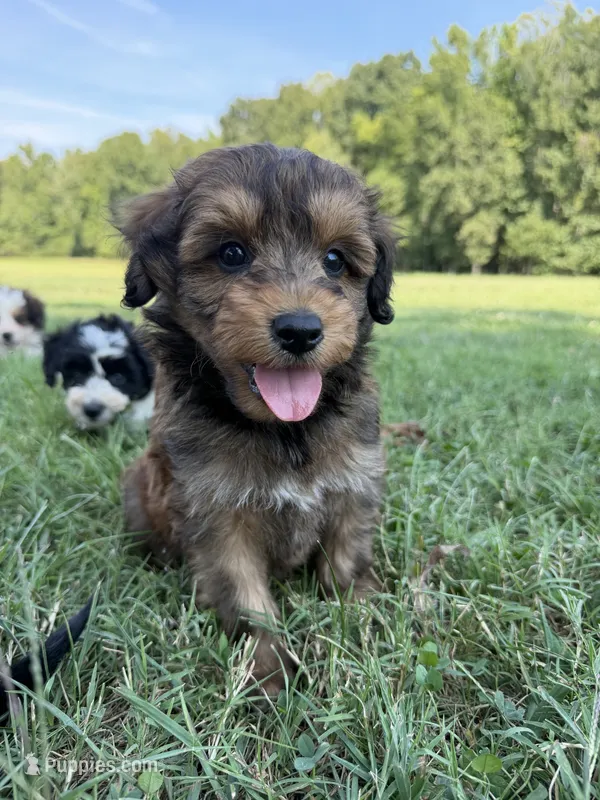 Hank – Miniature Aussiedoodle puppy for sale in Mineral, VA