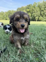 Hank, a male Miniature Aussiedoodle for sale in Mineral, VA – 2 of 10