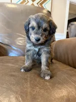 Hank, a male Miniature Aussiedoodle for sale in Mineral, VA – 8 of 10