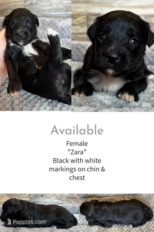 Zara – Miniature Aussiedoodle puppy for sale in Mineral, VA