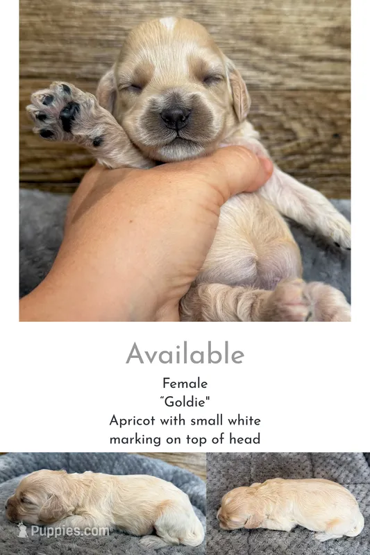 Goldie – Cockapoo puppy for sale in Mineral, VA
