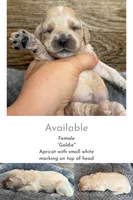 Goldie, a female Cockapoo for sale in Mineral, VA – 1 of 5