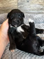 Zara, a female Miniature Aussiedoodle for sale in Mineral, VA – 5 of 6