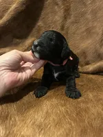 Pinky, a female Bernedoodle for sale in Huntsville, TX – Photo 3 of 5