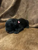 Pinky, a female Bernedoodle for sale in Huntsville, TX – Photo 4 of 5