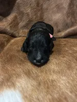 Pinky, a female Bernedoodle for sale in Huntsville, TX – Photo 1 of 5