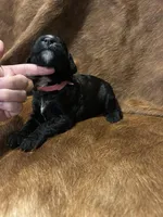 Pinky, a female Bernedoodle for sale in Huntsville, TX – Photo 2 of 5