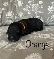 Orange, a male Bernedoodle for sale in Huntsville, TX – Photo 1 of 3