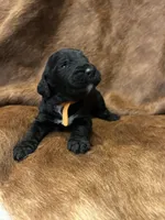 Orange, a male Bernedoodle for sale in Huntsville, TX – Photo 2 of 3