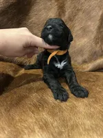 Orange, a male Bernedoodle for sale in Huntsville, TX – Photo 3 of 3