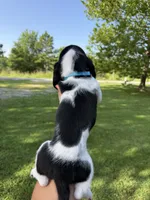 Big Blue, a male Basset Hound for sale in Fair Grove, MO – 4 of 6