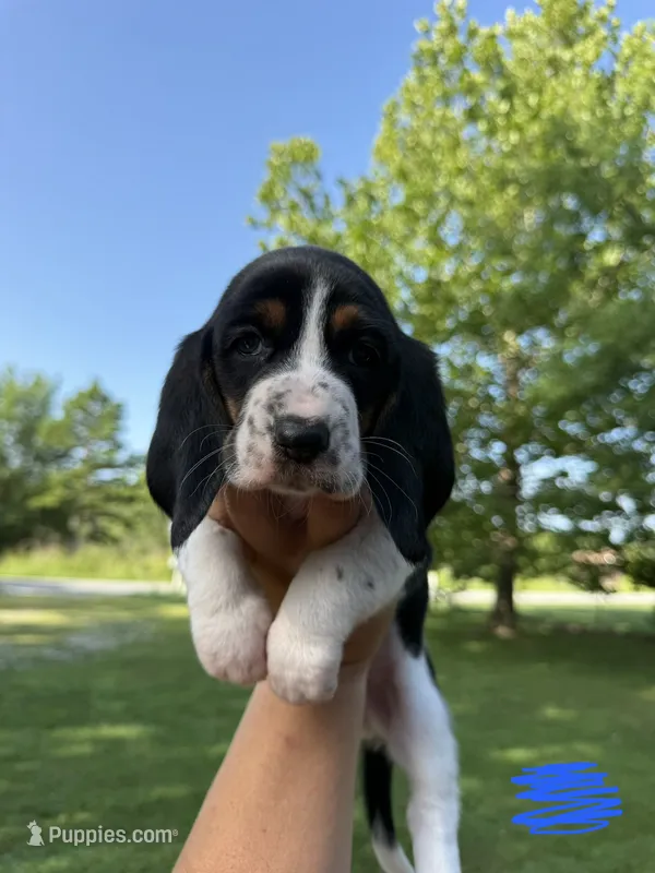 Big Blue – Basset Hound puppy for sale in Fair Grove, MO