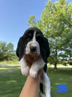 Big Blue, a male Basset Hound for sale in Fair Grove, MO – 1 of 6