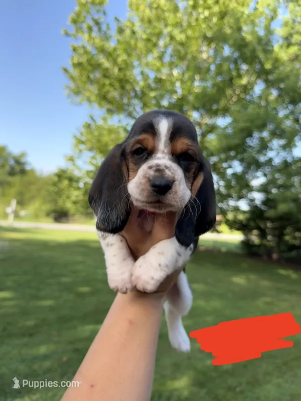 Ole Red – Basset Hound puppy for sale in Fair Grove, MO
