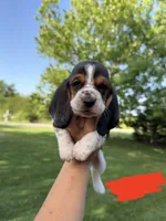 Ole Red, a male Basset Hound for sale in Fair Grove, MO – 1 of 5