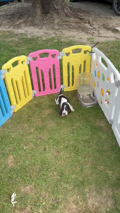 Purple- Willy , a male Basset Hound for sale in Fair Grove, MO – 4 of 4