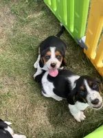 Big Blue, a male Basset Hound for sale in Fair Grove, MO – 3 of 6