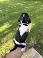 Purple- Willy , a male Basset Hound for sale in Fair Grove, MO – 3 of 4