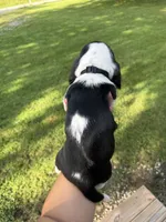 Black-Big John, a male Basset Hound for sale in Fair Grove, MO – 3 of 5