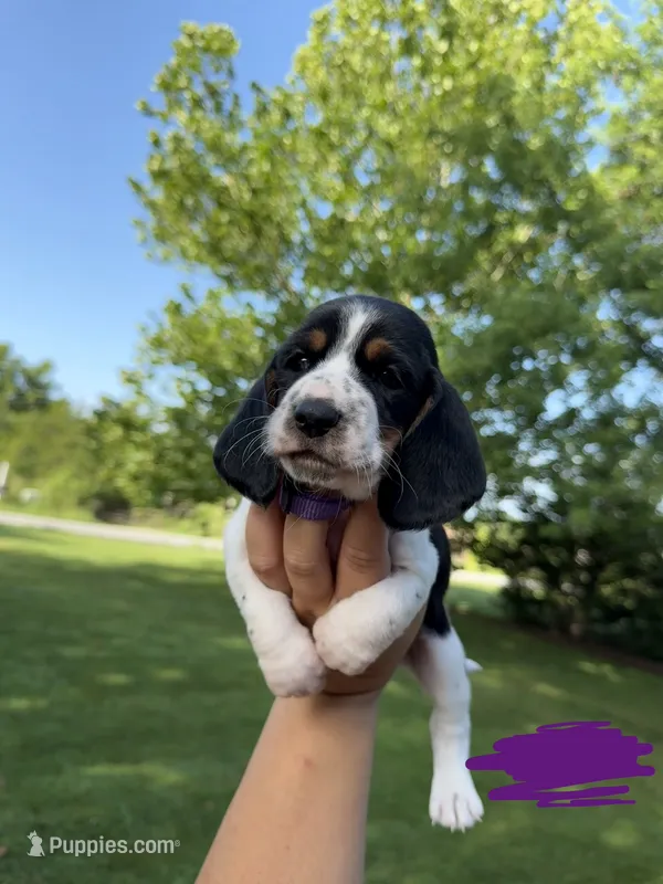Purple- Willy  – Basset Hound puppy for sale in Fair Grove, MO